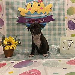 mama zoey and puppies rescue