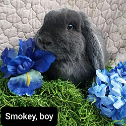 Photo of Smokey