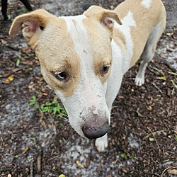 2023 Dogs for sale tampa for are 