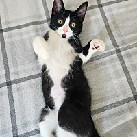 adopt a pet