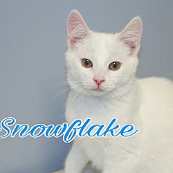 Thumbnail photo of Snowflake #1