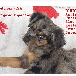 Thumbnail photo of Chica - Blue Heeler #1