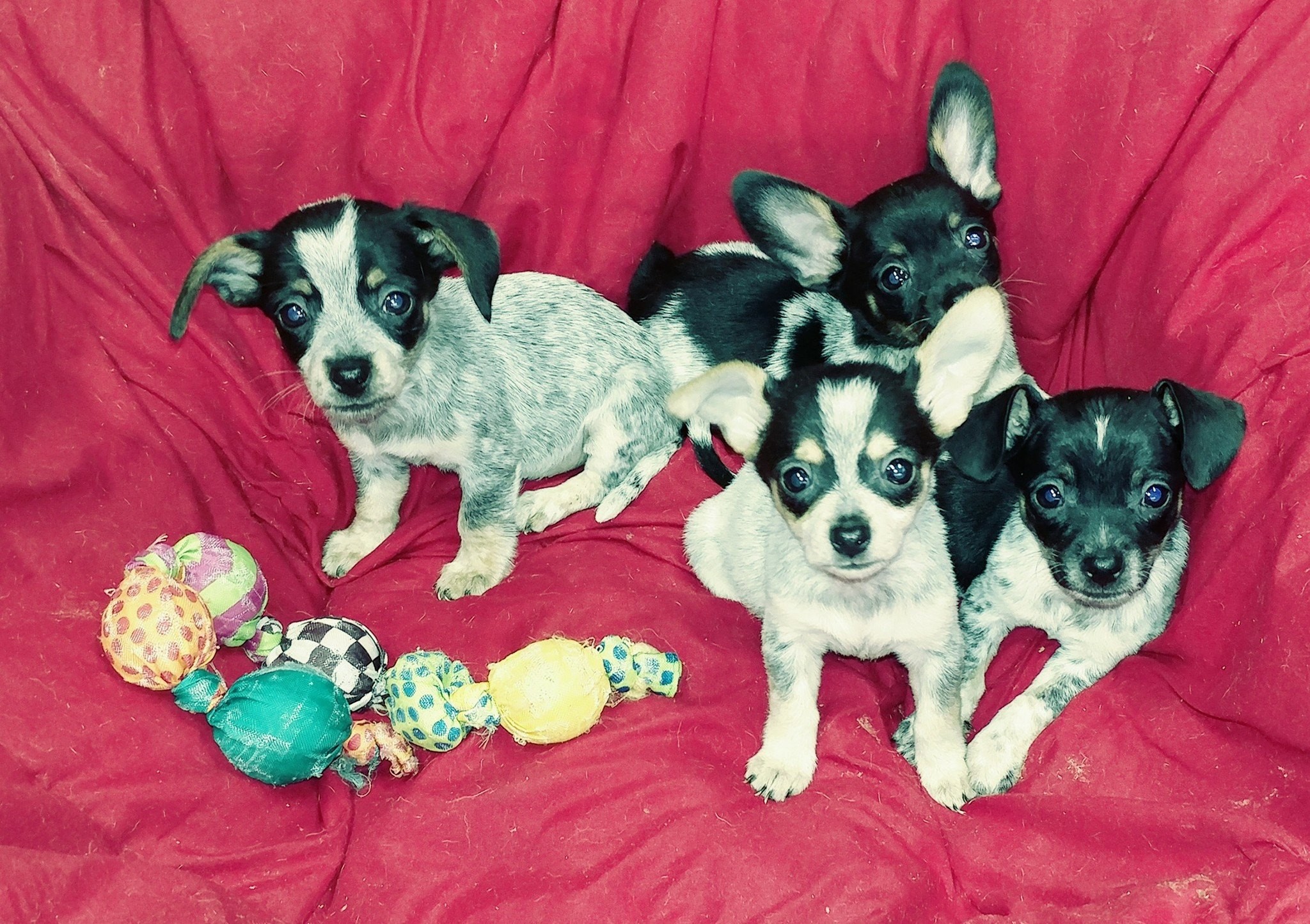 Mary Esther Fl Chihuahua Meet Dapple Chiweenie Pups A Pet For