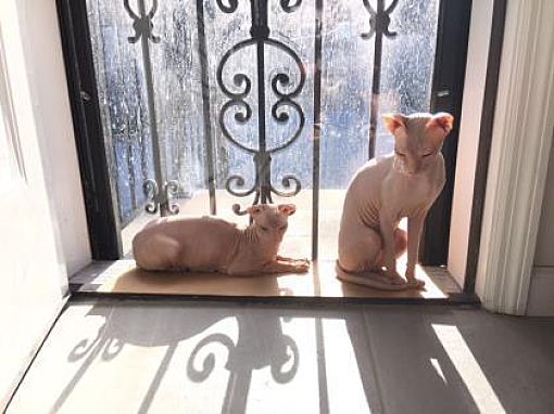 New York Ny Sphynx Meet Mishka A Pet For Adoption
