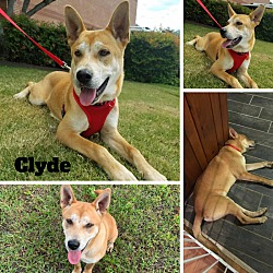 Photo of Clyde (fostered in NC)