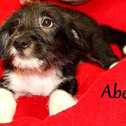 Thumbnail photo of Abel~adopted! #1