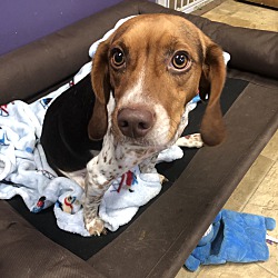 Evansville, IN - Beagle. Meet Adeline a Pet for Adoption.