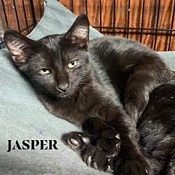 Thumbnail photo of JASPER #2