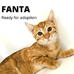 Photo of Fanta