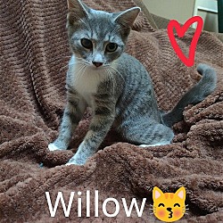 Thumbnail photo of Willow - d/k #3