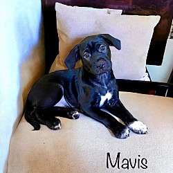 Thumbnail photo of Mavis #2