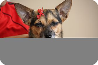 Raleigh, NC - Chihuahua. Meet Nacho a Pet for Adoption.