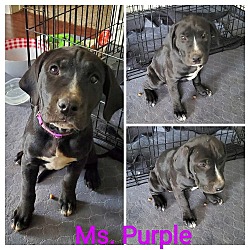 Thumbnail photo of Ms. Purple (New Digs) #2