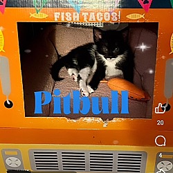 Photo of Kitten: Pitbull