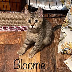 Photo of Bloome