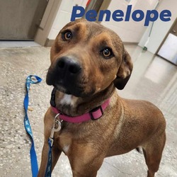 Thumbnail photo of Penelope #1