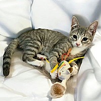 adopt a pet