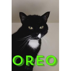 Thumbnail photo of Oreo #2