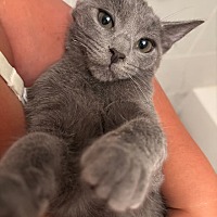 adopt a pet