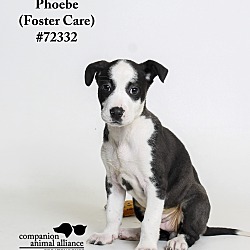 Thumbnail photo of Phoebe  (Foster Care) #2