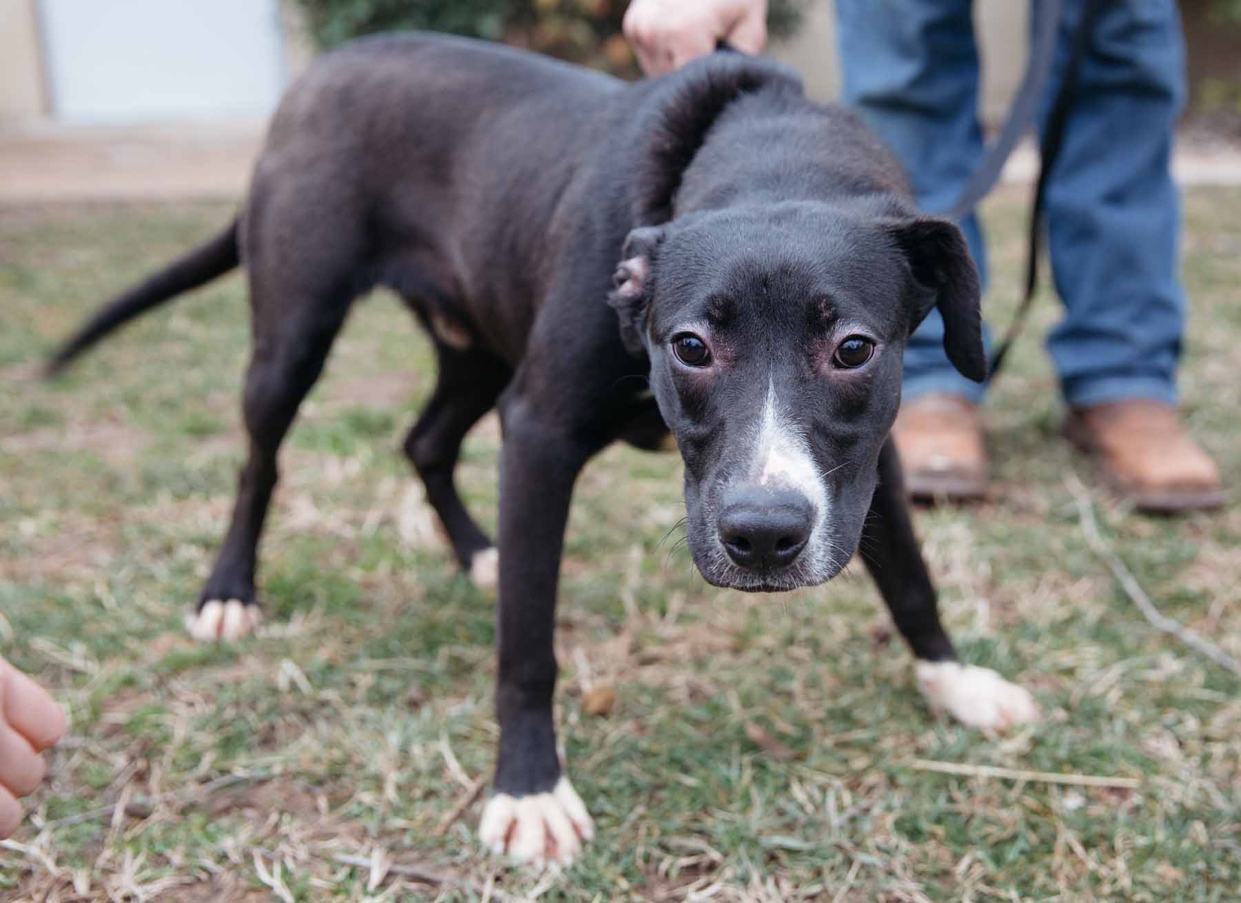 Adopt Augie A Black With White Labrador Retriever Terrier Unknown