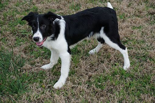 Border collies looking for loving new homes