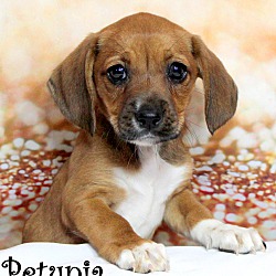 Thumbnail photo of Petunia~adopted! #2