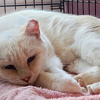 Friends Of Plumas County Animals In Quincy California