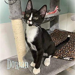 Photo of Dorian
