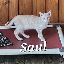 Photo of Saul (Feral kitten)_7