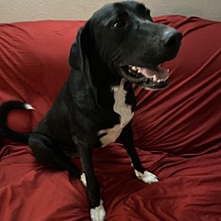 Photo of Bailey JR