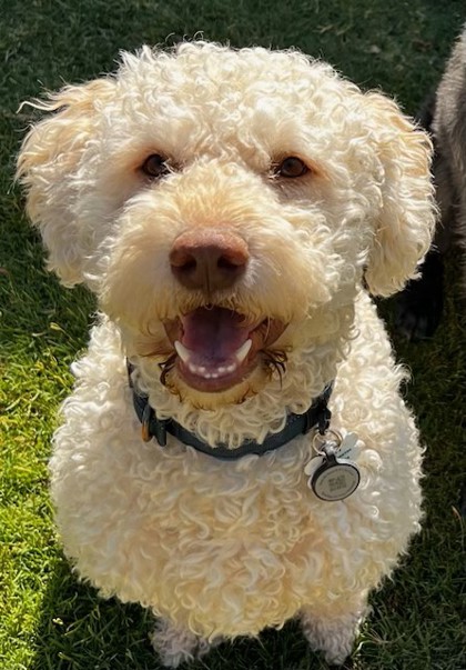 Phoenix, AZ - Portuguese Water Dog. Meet Andy a Pet for Adoption ...