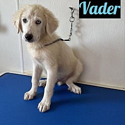 Thumbnail photo of Vader #2