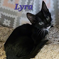 Thumbnail photo of Lyra #1