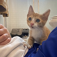 adopt a pet