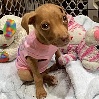 adopt a pet