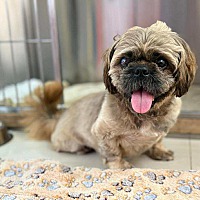 adopt-pet