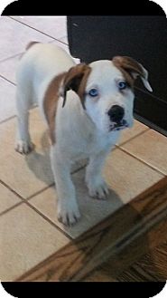 coonhound bulldog mix