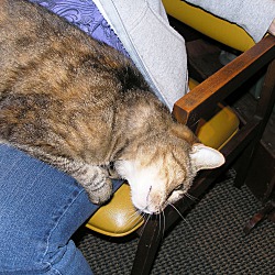 Thumbnail photo of Miss Katie the Lap Cat #3