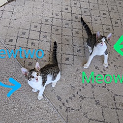 Thumbnail photo of Meowth #3