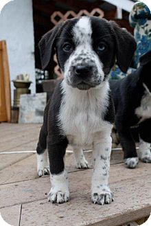 dalmatian mix collie border golem puppy pet invermere meet adoptapet