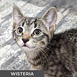 Thumbnail photo of Wisteria #1
