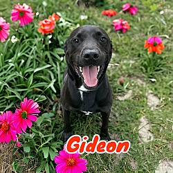 Photo of Gideon