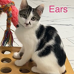 Thumbnail photo of Ears #3