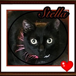 Thumbnail photo of STELLA #1