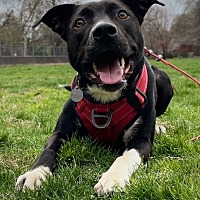 adopt-pet