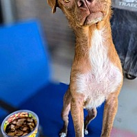 adopt a pet