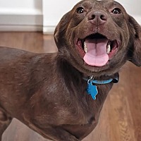 adopt a pet