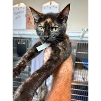 adopt-pet