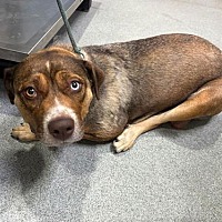 adopt a pet